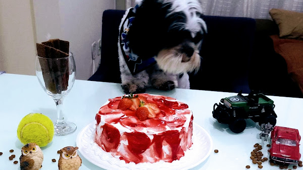 Foto 3 Lilicão Pet Lazer