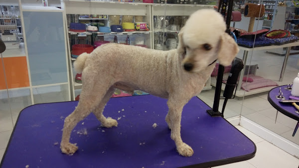 Foto 4 Lilicão Pet Lazer