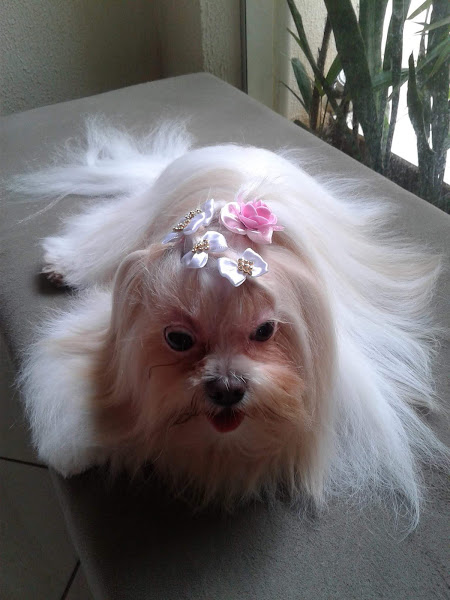 Foto 5 Lilicão Pet Lazer