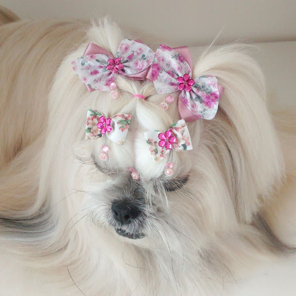 Foto 1 Atelier Pet Estética Animal