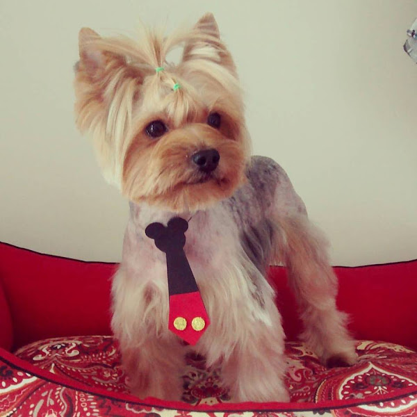 Foto 3 Atelier Pet Estética Animal