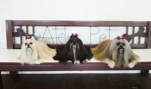 Foto 5 Atelier Pet Estética Animal