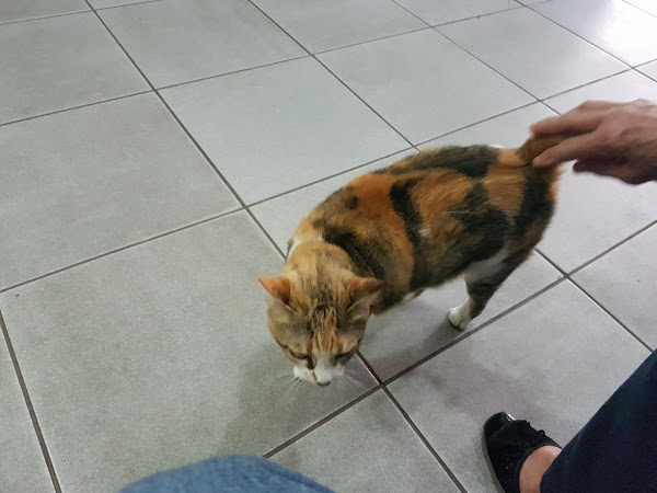 Foto 2 Dr. Coruja Foto 2 Dr. Coruja