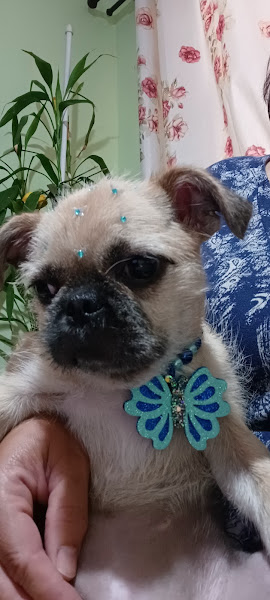 Foto 4 Coração Canino - Pet shop, Banho e tosa, ração, medicamentos, veterinario