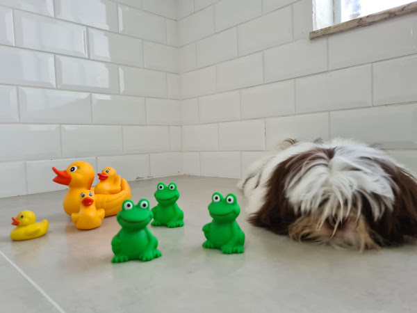 Foto 2 Dudu e Edu Pet Store