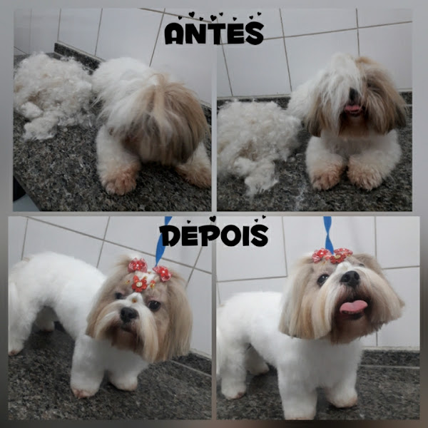 Fofucho Mimados Banho e Tosa