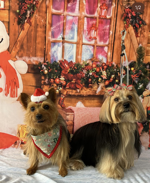 Foto 1 Jade banho e tosa