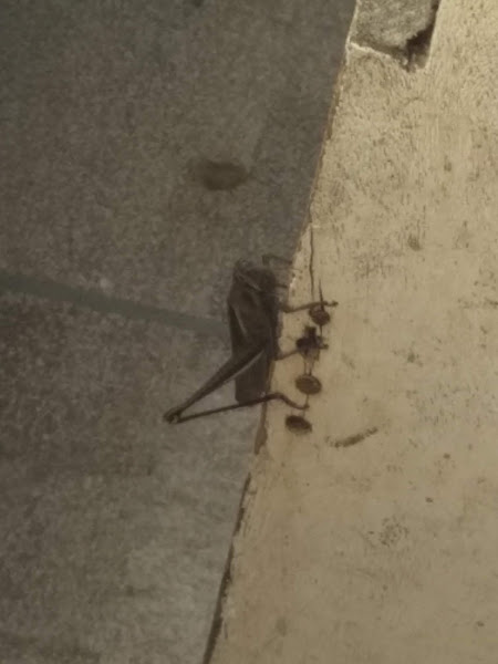 Happy Dog Rações E Acessórios