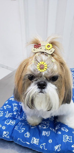 Clínica Veterinária Miranda Clínica Veterinária Miranda