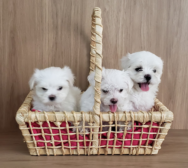 Foto 1 Clínica Veterinária Miranda