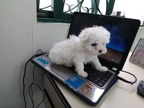 Foto 4 Clínica Veterinária Miranda