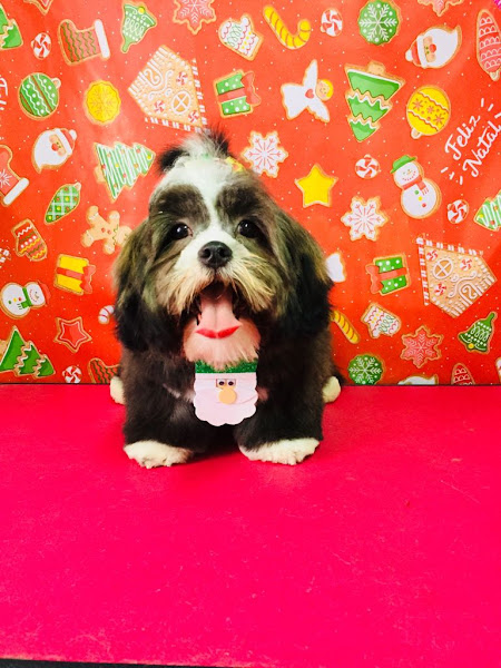 Foto 1 Banho e Tosa Family