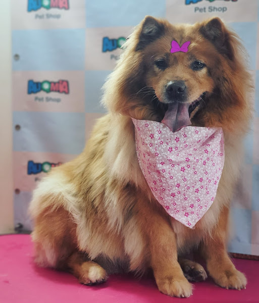 Foto 1 AuqMia pet shop