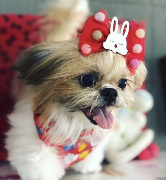 Foto 3 AuqMia pet shop