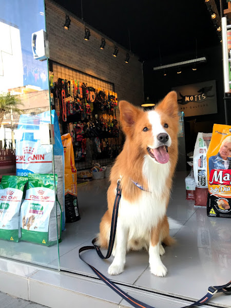 Foto 1 Loja Mutts Pet Culture