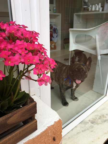 Foto 4 Banho e Tosa Pet-Chic