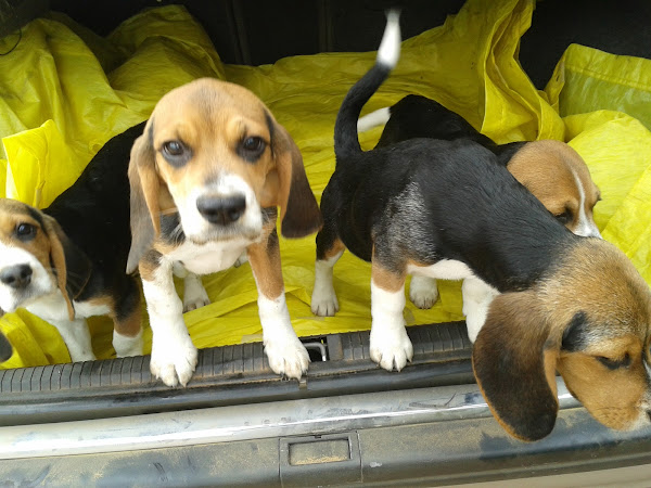 Foto 5 avicultura Cantinho Dos Passaros Pet