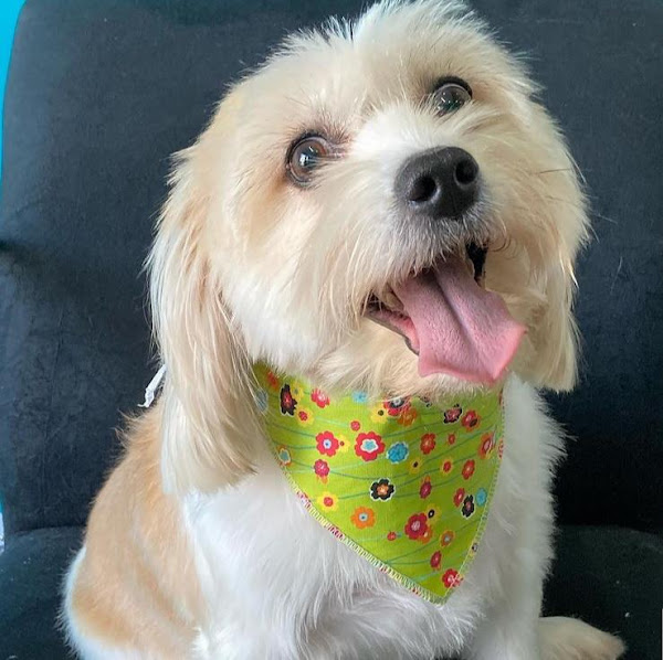 Foto 1 Chuá Chuá Petshop