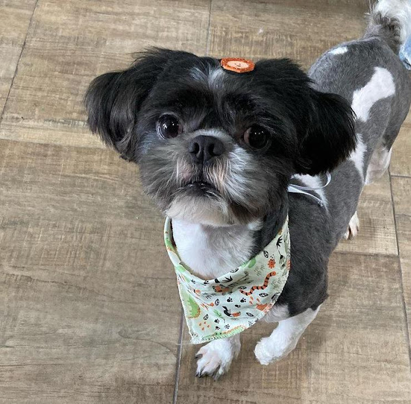 Foto 2 Chuá Chuá Petshop