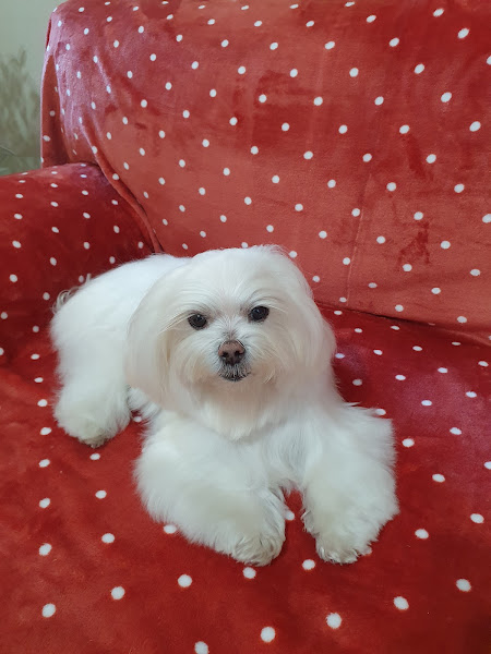 Foto 3 Pet Home Votorantim