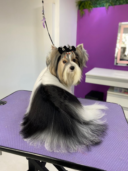 Cãobeleireiro BANHO E TOSA Cãobeleireiro BANHO E TOSA