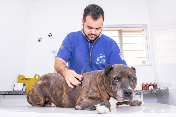 Foto 1 CÃES & GATOS Clínica Veterinária Sorocaba