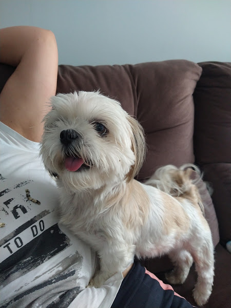 Foto 1 Bionicão Hospital Veterinário 24h