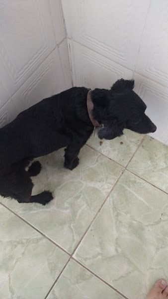 Foto 3 Agro Pet Maia