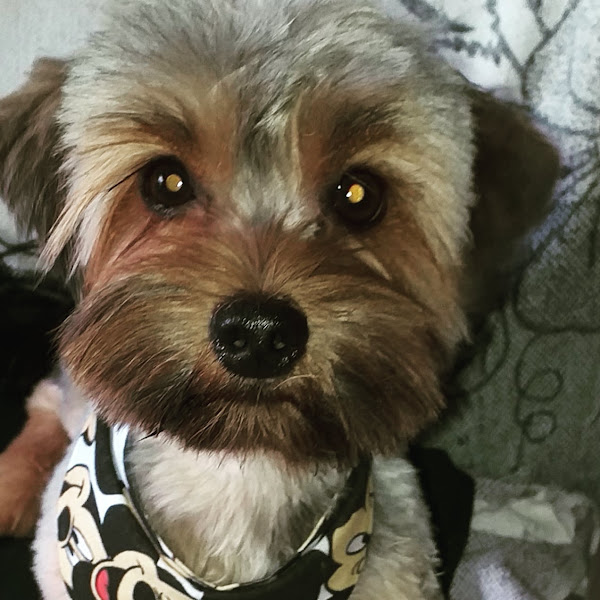 Foto 0 Pets & Vets Clínica Veterinária