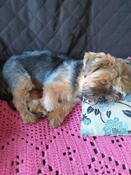 Foto 1 Pets & Vets Clínica Veterinária