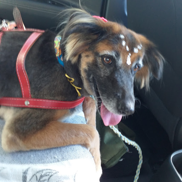 Foto 2 Pets & Vets Clínica Veterinária