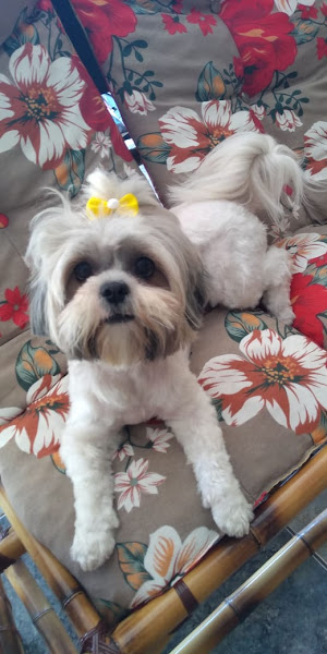 Foto 1 Estética Animal Neide Gouveia