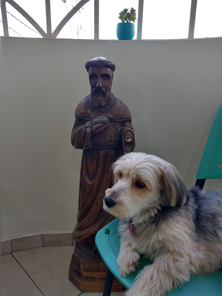 Foto 2 Cãoboy Clínica Veterinária