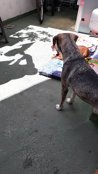 Foto 1 Clínica Veterinária Sola