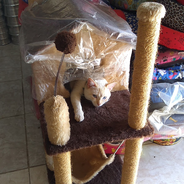 Empório Pet Sorocaba