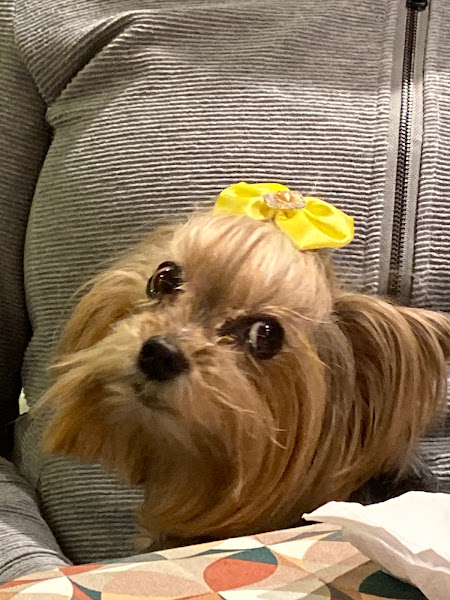 Hospital Saúde Animal Hospital Saúde Animal