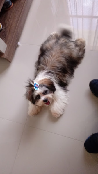 Foto 1 Avilcultura Mundo Animal Sorocabavila. elems