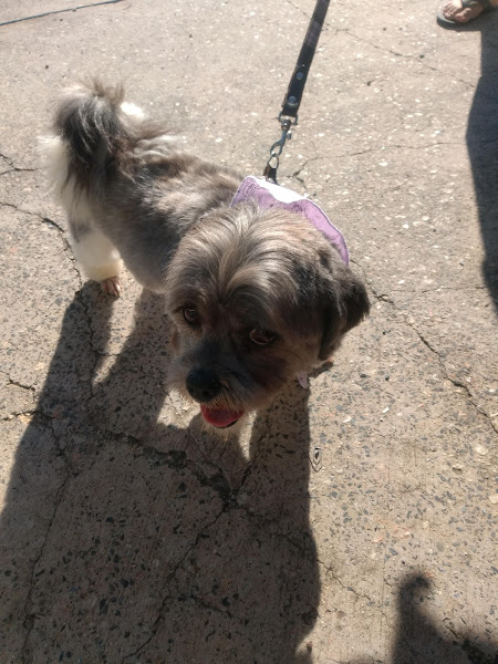 Foto 2 Aukimia Centro Estético Animal