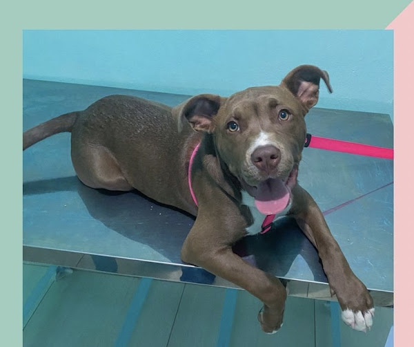 Foto 2 Patas de Amor Clínica Veterinária