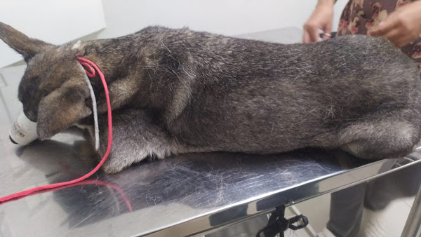 Foto 4 FAS - Fundação Alexandra Schlumberger - Zona Norte (Unidade 2)