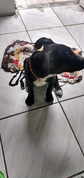 Hospital Veterinário São Bento - Unidade Ibiti Laranjeiras Hospital Veterinário São Bento - Unidade Ibiti Laranjeiras