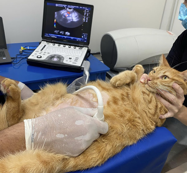 Foto 1 Vet Center Sorocaba 24h