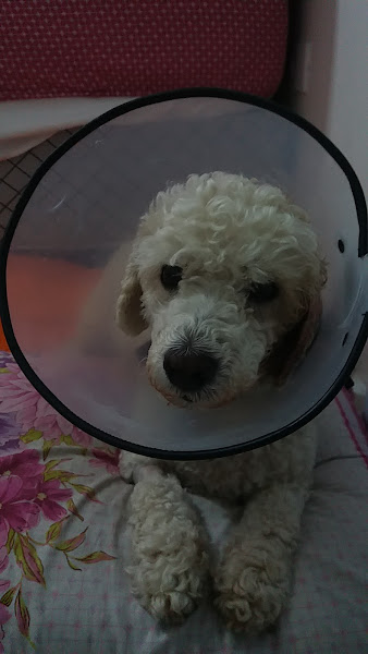 Foto 2 Vet Center Sorocaba 24h