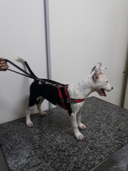 Foto 2 P. A. Vet. - Anjo de Patas