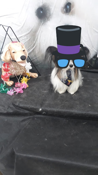 Clinicão Medicina, Saúde e Estética Animal