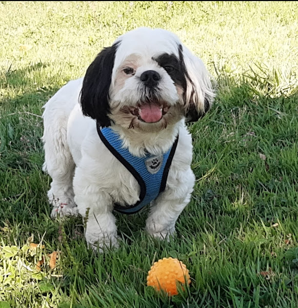 INOVA Hospital Veterinário 24 horas