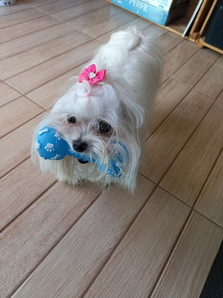 Foto 4 INOVA Hospital Veterinário 24 horas