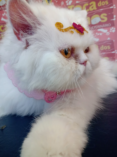 Foto 2 Toca dos Bichos Consultório Veterinário e Banho e Tosa