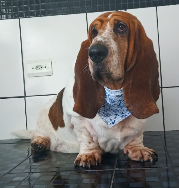 Foto 4 Toca dos Bichos Consultório Veterinário e Banho e Tosa