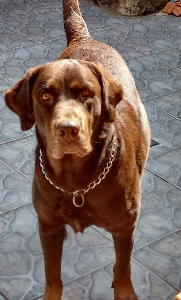 Foto 1 Dr. Ventura - O Médico dos Pets